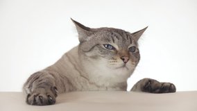 Beautiful Thai cat looking around close-up on a white background stock footage video