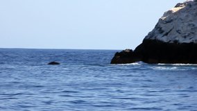 Whale dives from under the water next to the rocks in Pacific ocean. Animal on background of water surface. Unique video for film in blue sea of Roca Partida Island.