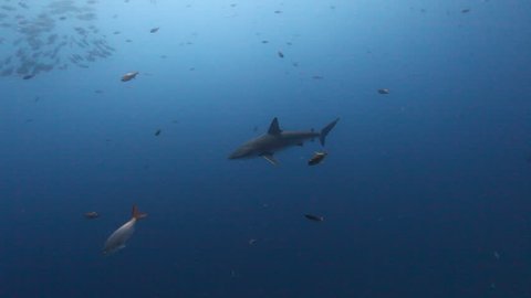 Big shark on background of school fish underwater in Pacific ocean. Unique amazing video footage. Abyssal relax diving. Natural aquarium of sea. Beautiful animals.