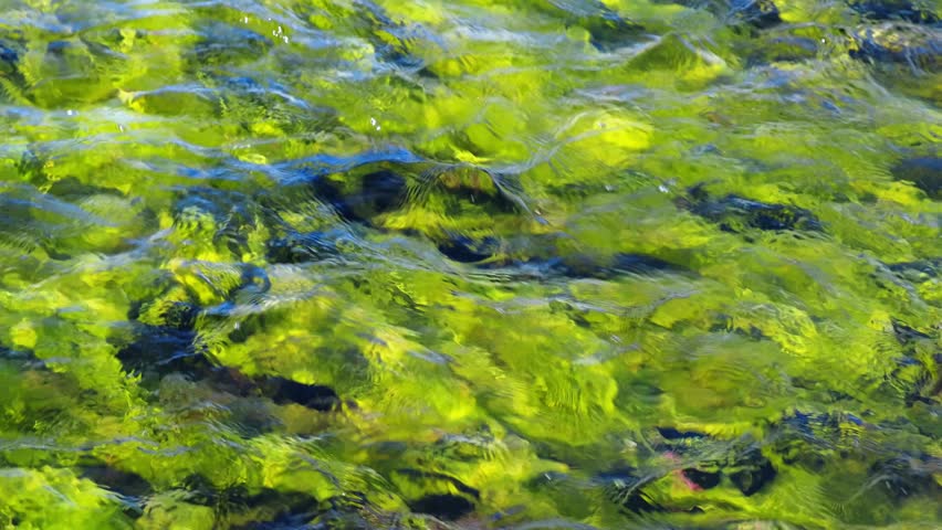 Video of transparent water of Altai river Kurkurek. Water grass and green algy are seen on the bottom and mooving in the stream. Altai, Siberia, Russia
