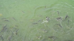 video of plenty of a carp of the genus Puntius fish feeding food in the river 