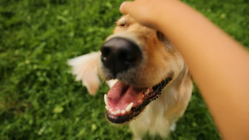Close up. A portrait of a labrador dog being caressed by a teen girl. View of hands and a dog. Green grass background. POV Royalty-Free Stock Footage #32979487