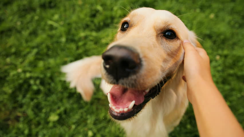 Close up. A portrait of a labrador dog being caressed by a teen girl. View of hands and a dog. Green grass background. POV | Shutterstock HD Video #32979487