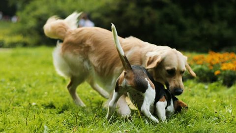 Portrait of a beagle puppy dog playing and jumping with a labrador dog on the green grass in the park. Blurred background.