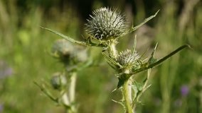Thistle flower moved by wind. Full HD video static camera. Cirsium