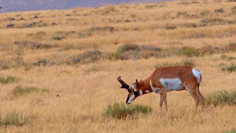 Pronghorn buck eating Hart Mountain National Antelope Refuge Oregon