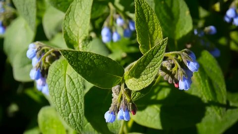 Medical herb Common Comfrey. Symphytum officinale flower on wild meadow. Footage shooting of static camera.
