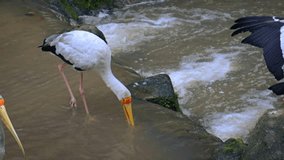 Group of wild yellow billed storks wading in a shallow creek and foraging for morsels of food. UHD 4k video