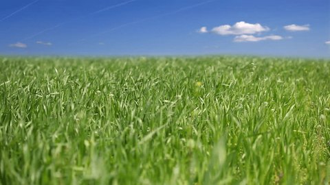 A green field under a beautiful summer sky, grass moving on the breeze