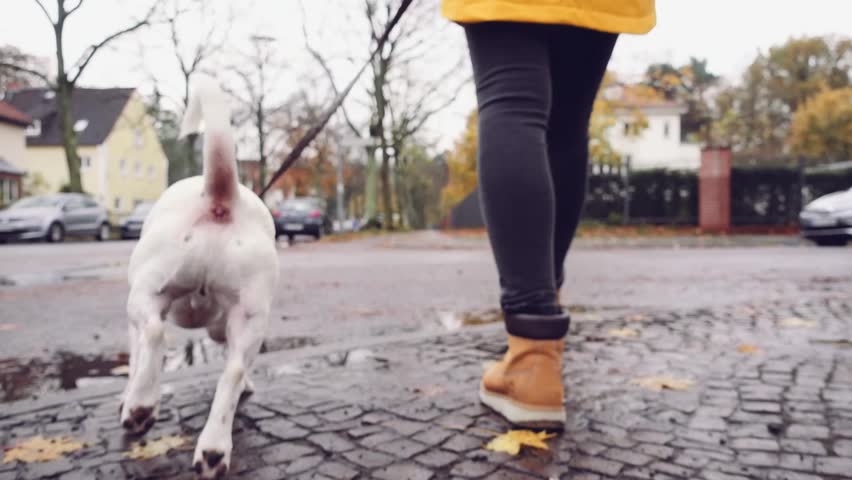 Happy Active Dog on a Leash Running on a City Street. SLOW MOTION 120 FPS, STABILIZED SHOT. Unrecognizable Woman walking with and Cute Jack Russell terrier in autumn city towards camera.