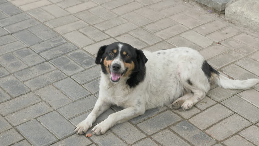 The dog lies on the road, Georgia, Kutaisi