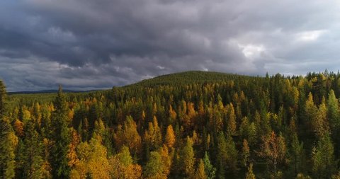 Autumn color forrest, Cinema 4k aerial rising view over colorful autumn trees, towards a tunturi fjeld mountain, on a sunny and rainy fall day, near pallas-yllas national park, Lapland, Finland