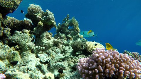 
Coral reefs and tropical fish. Beautiful tropical fish and coral reef.