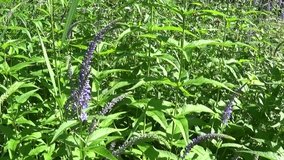 Veronica longifolia. Wild flower in the field. Video footage motion camera.
