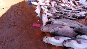 Fish sale at Morning Market, Pakse Champasak Laos, Asian Mekong River Fish 4k Footage Video Clip