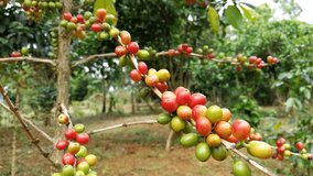 Laos Coffee Plant (Lao Café), Close up Coffees Bean in the Coffee Garden at Paksong Bolaven Plateau Champasak Laos, 4k Footage Video Clip