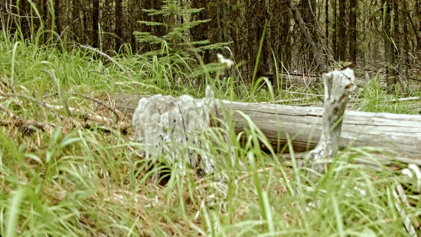 Small tree growing Elkhorn Mountains Oregon Wallowa