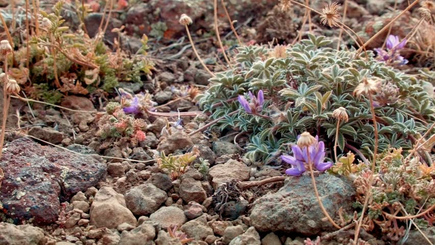 Small rocky purple macro wildflower Summit Steens Mountain Near malheur Wildlife Refuge