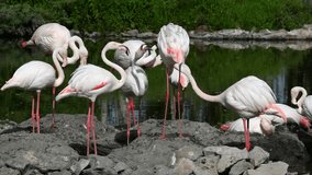 group of flamingos 