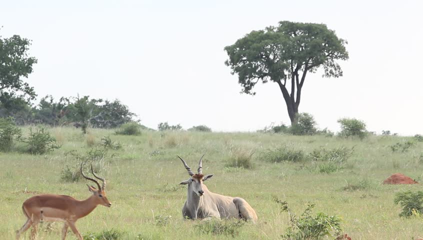A wide shot of a large  Eland sitting in the wild .