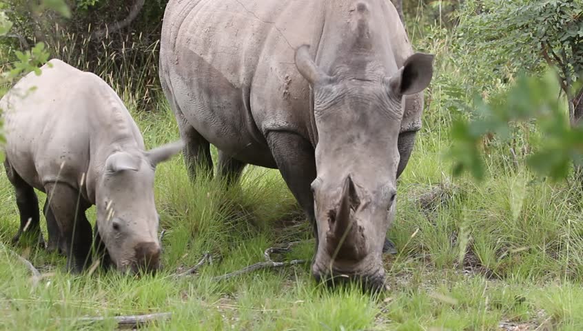 White rhino and calf eating grass 