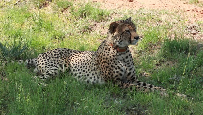 A single male cheetah sitting and looking around in the shade.