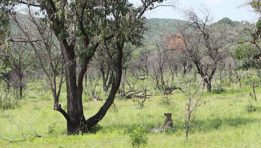 A wide shot of a  cheetah in the veld .