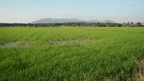 Paddy field background in Asia