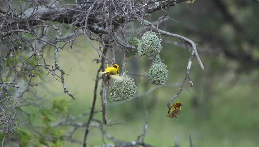 A wide shot of two weavers fighting over a nest.