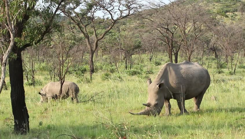 A wide shot of two white rhinos grazing in the veld .