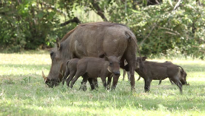 A  wide shot of warthog piglets eating grass and drinking milk.
