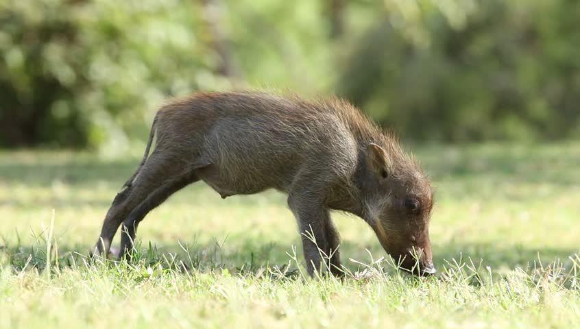 A warthog piglet eating grass and another comes in to shot .