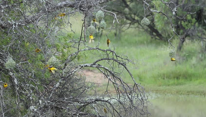 A wide shot of weavers building nests in the African bush.