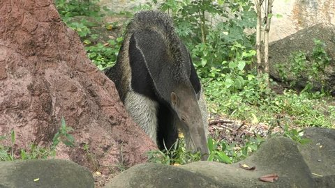 Giant Anteater looking for food
