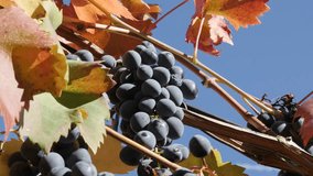Vitis fruit against blue sky close-up 4K 2160p 30fps UltraHD footage - Colorful leaves and branches of grapevines  3840X2160 UHD video
