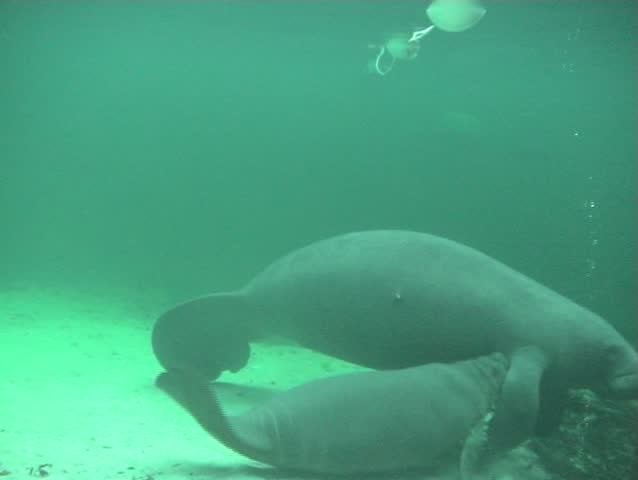 Manatees swimming and fornicating in Blue Springs State Park, Florida.