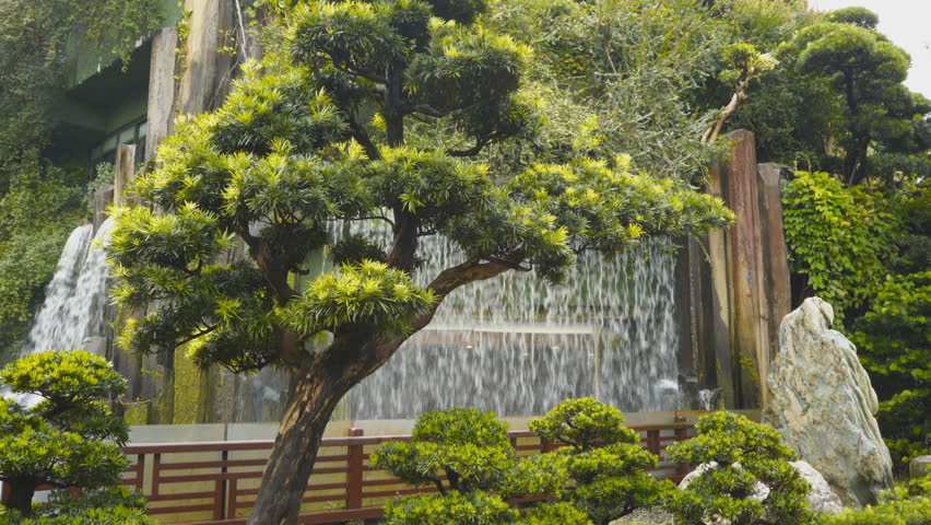 HONG KONG, CHINA- OCTOBER, 1, 2017: a manicured tree and a man made waterfall at nan lian gardens in hong kong, china