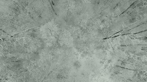 Aerial View of Snow-Covered Winter Forest