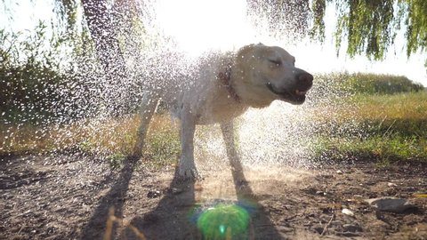 Wet dog shaking off water from his fur near lake at nature. Sun shine at background. Golden retriever or labrador after swims in the pond. Slow motion Close up