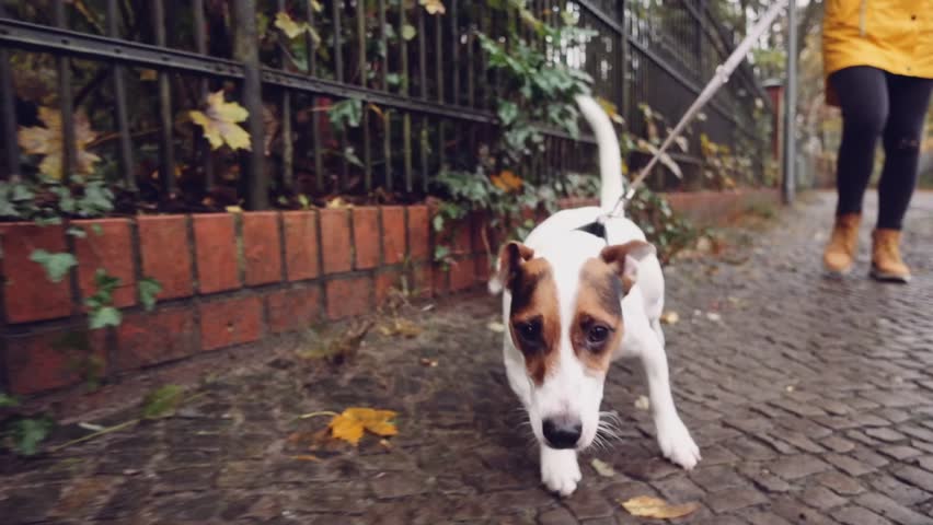 Happy Active Dog on a Leash Running on a City Street. SLOW MOTION 120 FPS, STABILIZED SHOT. Young Woman walking with and Cute Jack Russell terrier in autumn city towards camera.