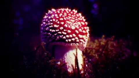 Amanita Muscaria mushroom glowing disco ball light ray effects, Iceland