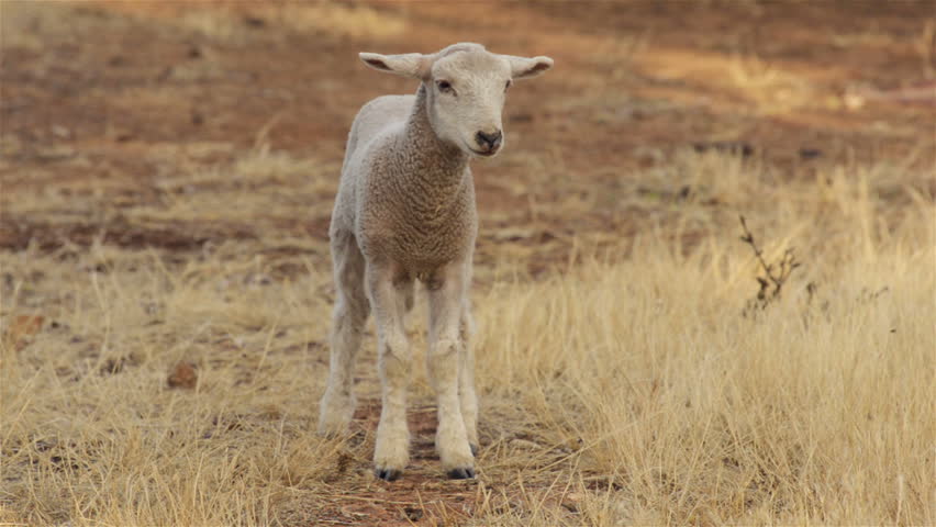 A cute lamb on an Australian farm looking at the camera and looking around.