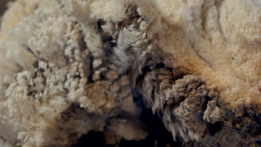 Close-up of the hand of a shearer shearing the wool off a merino sheep in the