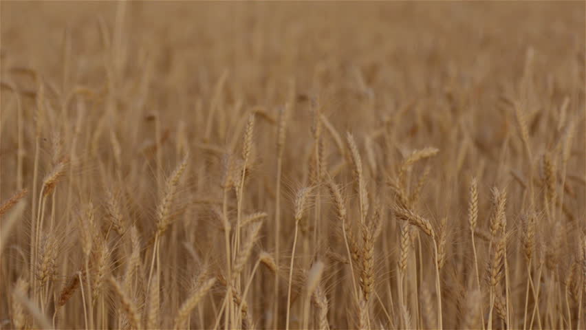 Crop of Wheat on a Farm