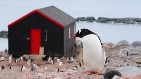 Gentoo penguin stands on a rock with the Lacroy Antarctic Base building in the background in Antarctica. close-up