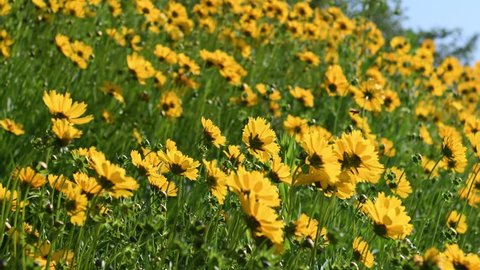 The lance-leaved tickseed flowers(Coreopsis lanceolata L) wave in the spring wind