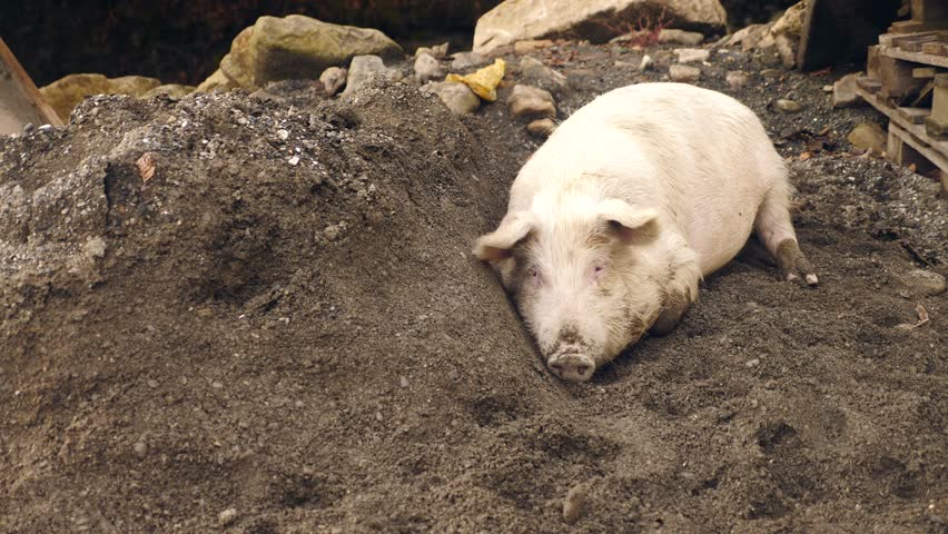 Свинья валяется. Свинья валяется в грязи.