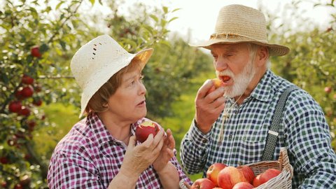 Portrait of old happy couple of farmers biting and eating apples from their harvest. Man holding a basket with many apples. Sunny day in green garden. Outdoors. Close up.