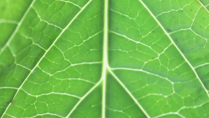 Leaf Macro