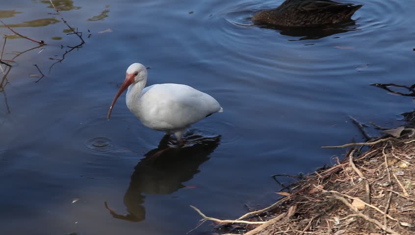 White Ibis Feeds Near Shore